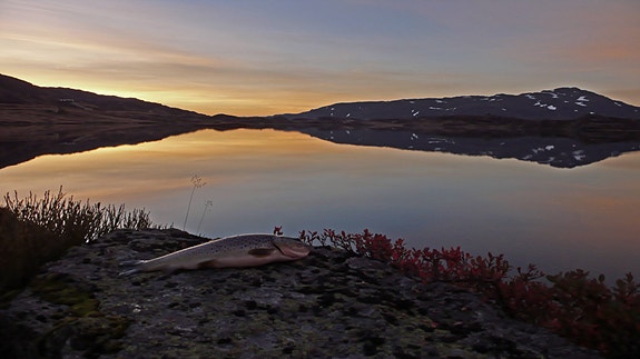 Vannet på nedsiden byr på ørretfiske på sommeren