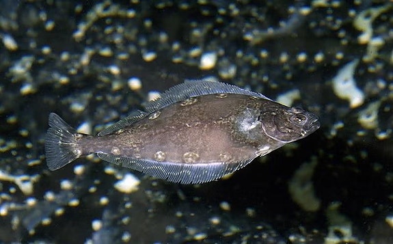 Bilde 1 av 2 i jobbannonse-galleriet