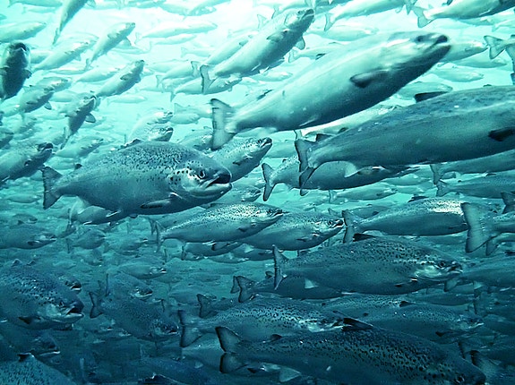 Bilde 5 av 7 i jobbannonse-galleriet