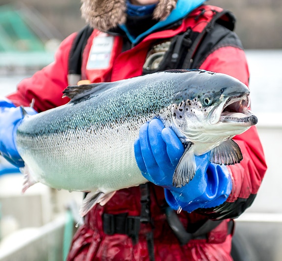 Bilde 1 av 7 i jobbannonse-galleriet
