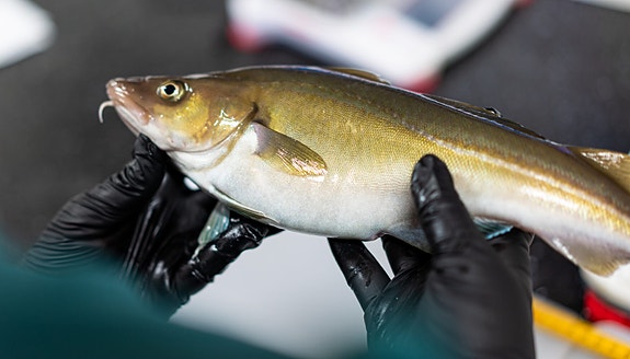 Bilde 1 av 3 i jobbannonse-galleriet