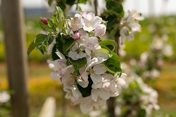 Bilde 1 av 5 i jobbannonse-galleriet