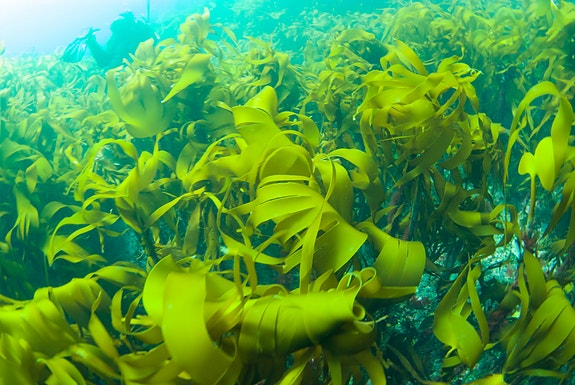 Bilde 1 av 1 i jobbannonse-galleriet