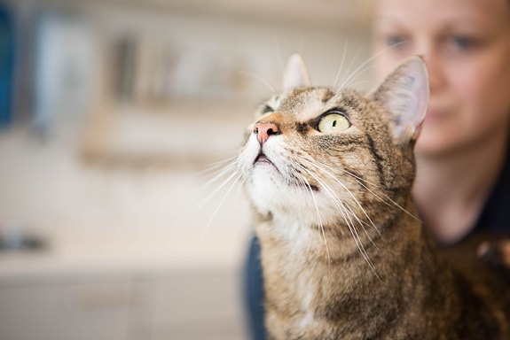 Bilde 1 av 1 i jobbannonse-galleriet