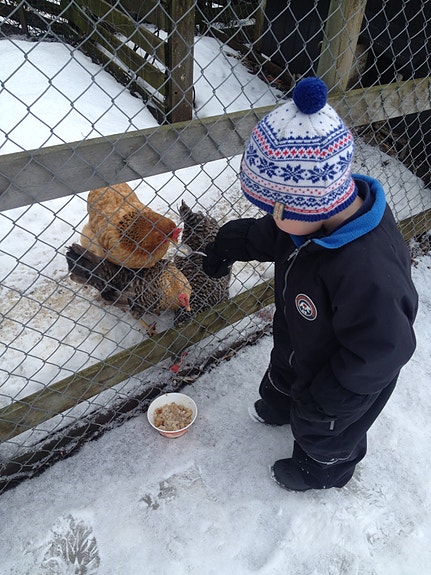Barna får mate hner og hente egg.