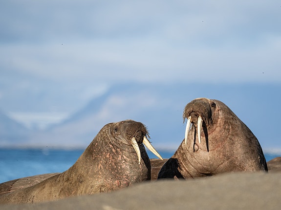 Bilde 10 av 10 i jobbannonse-galleriet
