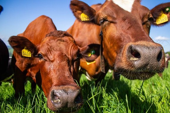 Bilde 1 av 1 i jobbannonse-galleriet