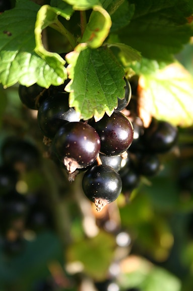 Annethvert solbær i Norge kommer fra Røyse