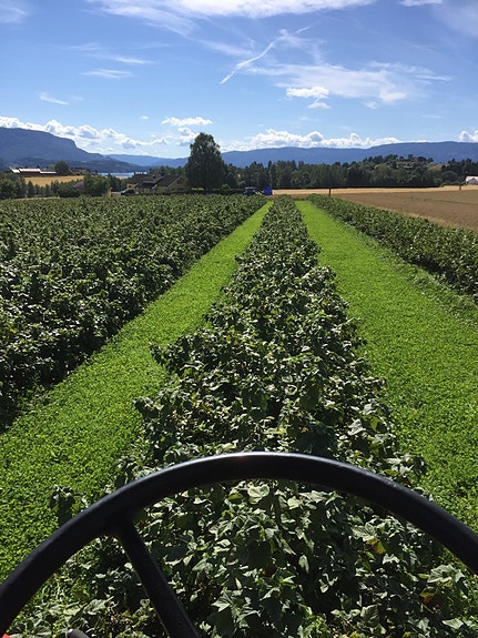 Solen skinner nesten alltid på Røyse