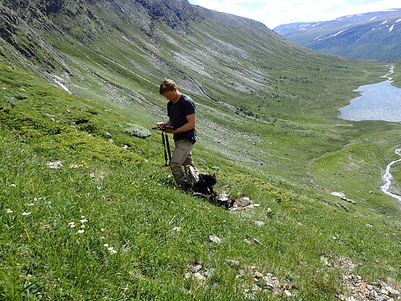 Kartlegging av svartkurle