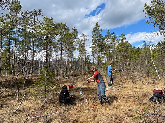 Volumberegning (for beregning av karbonlagring) og naturtypekartlegging av myr.