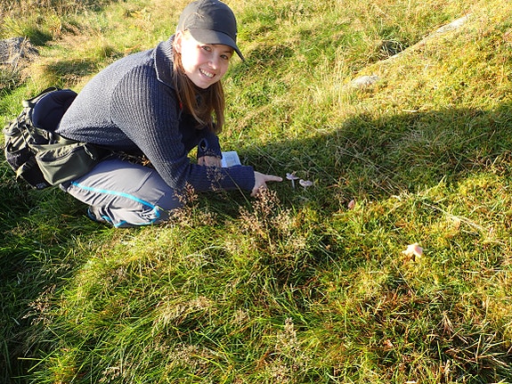 Kartlegging av beitemarkssopp