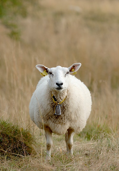 Bilde 1 av 4 i jobbannonse-galleriet