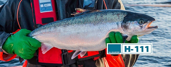 Bilde 3 av 8 i jobbannonse-galleriet