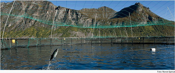 Bilde 1 av 1 i jobbannonse-galleriet