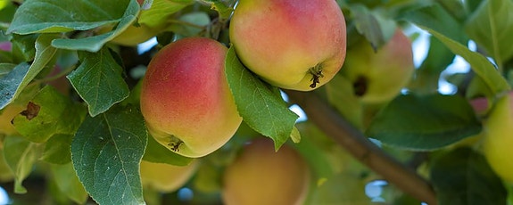 Bilde 1 av 1 i jobbannonse-galleriet