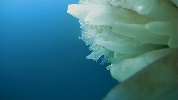 Ciona, en type tunikater eller kappedyr, som hører naturlig til i norske fjorder.