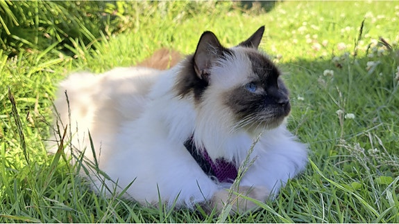 Bilde 1 av 1 i jobbannonse-galleriet