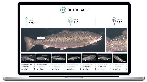 Bilde 4 av 5 i jobbannonse-galleriet