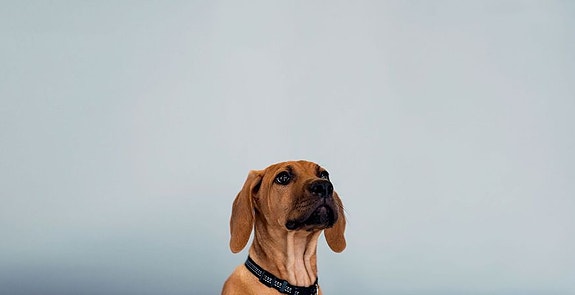 Bilde 1 av 7 i jobbannonse-galleriet