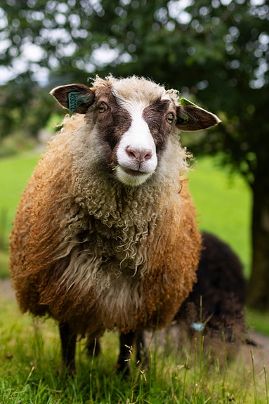 I Jærmuseet får du arbeida både med folk og fe.