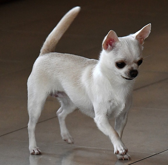 Chihuahua | Hunder | FINN Torget