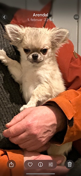 Chihuahua | Hunder | FINN Torget