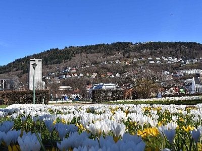 Bilde 1 av 1 i jobbannonse-galleriet