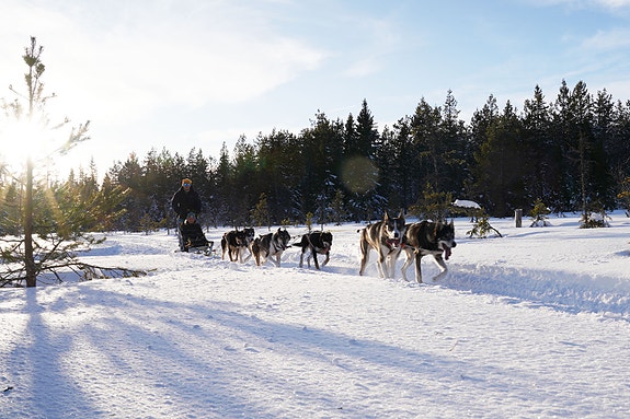 Firmasamling januar 2025