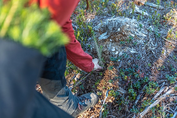 Bilde 5 av 6 i jobbannonse-galleriet