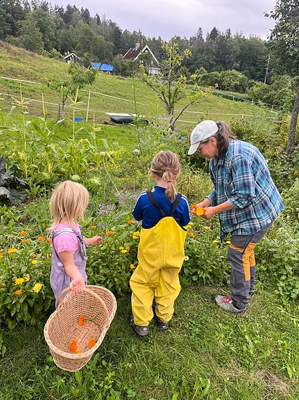 Barnehage på besøk  - ringblomsthøsting