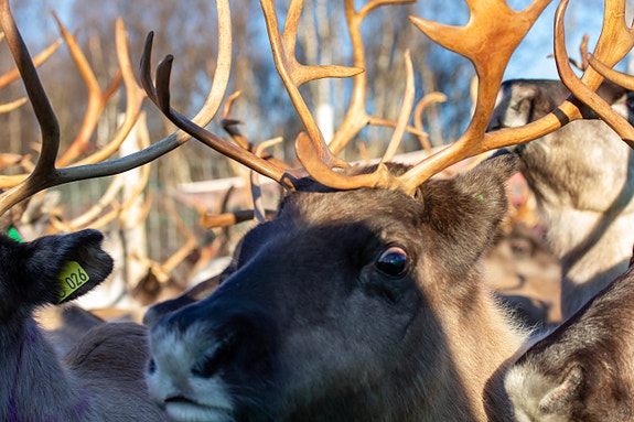 Bilde 1 av 1 i jobbannonse-galleriet