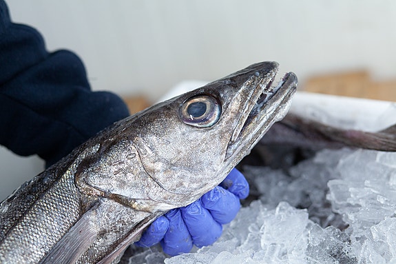 Bilde 3 av 4 i jobbannonse-galleriet