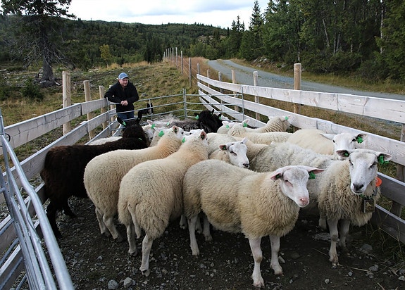 Bilde 2 av 2 i jobbannonse-galleriet