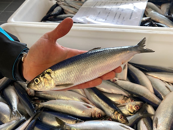 Bilde 2 av 4 i jobbannonse-galleriet