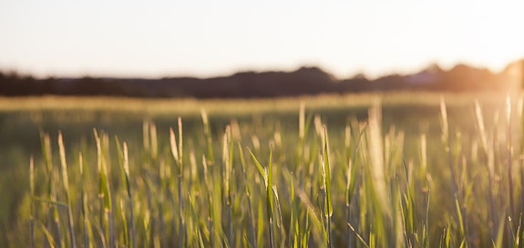 Østfold fylkeskommune logo