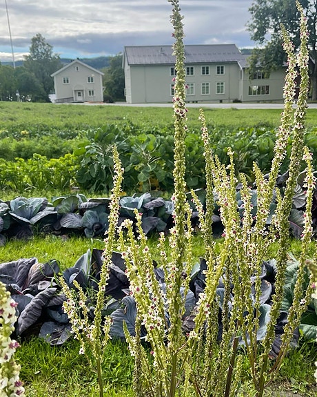 Uteområdet på Vea er undervisningsareal. Foto: Grethe Bøhn Busterud