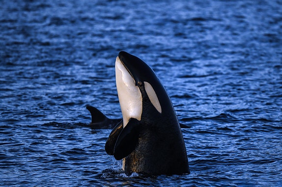 Bilde 7 av 7 i jobbannonse-galleriet