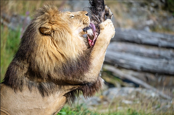 Bilde 6 av 9 i jobbannonse-galleriet