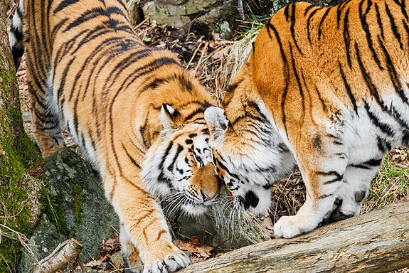 Bilde 3 av 9 i jobbannonse-galleriet