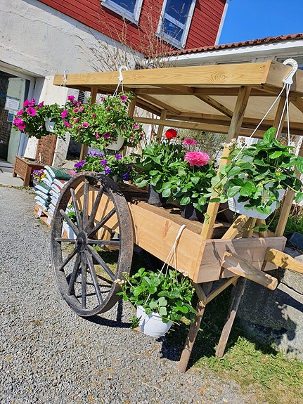 Koselig med lokaldyrkede sommerblomster ved inngangspartiet på Ullandhaug