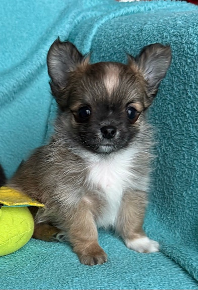 Chihuahua | Selskapshunder | FINN Torget