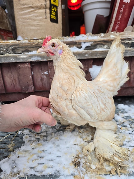 Product image 7 of 10