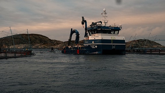 Bilde 1 av 4 i jobbannonse-galleriet