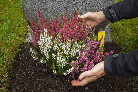 Bilde 4 av 7 i jobbannonse-galleriet