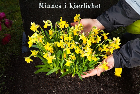 Bilde 2 av 7 i jobbannonse-galleriet