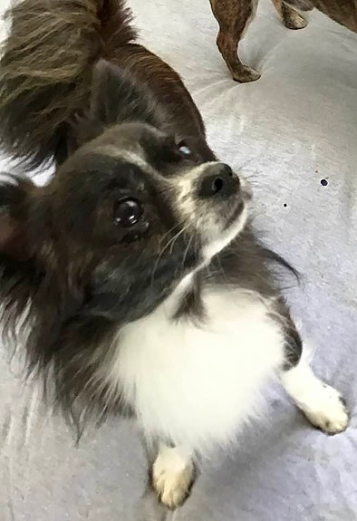 Chihuahua | Selskapshunder | FINN Torget