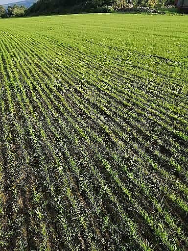 DIREKTE SÅING AV GRAS 6 of 16