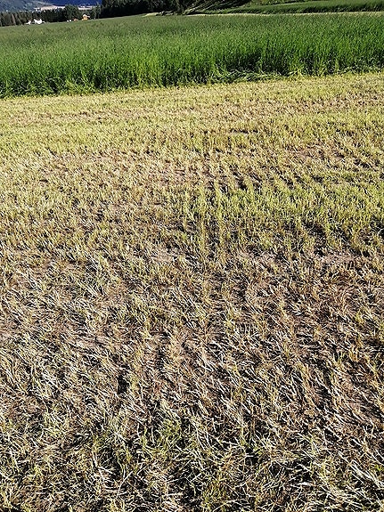 DIREKTE SÅING AV GRAS 8 of 16