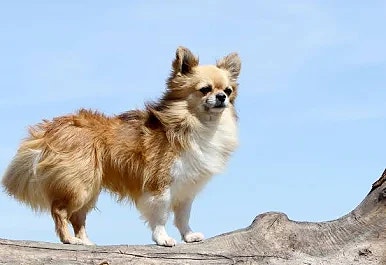 Chihuahua som også er sparebøsse men Sparebøsse Hund | Partyking